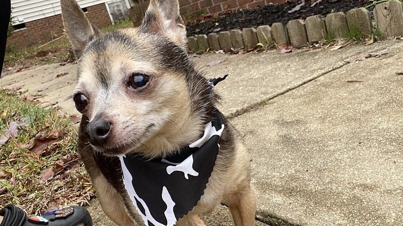 Woof Gang Bakery & Grooming Chapin - Chapin, SC