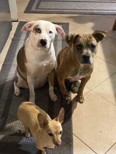 Woof Gang Bakery & Grooming Chapin - Chapin, SC