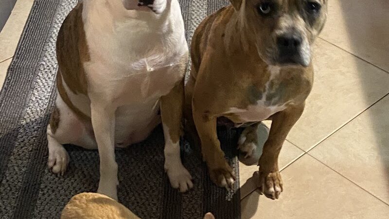 Woof Gang Bakery & Grooming Chapin - Chapin, SC