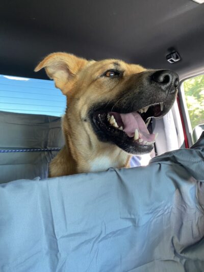 Woof Gang Bakery & Grooming Chapin - Chapin, SC