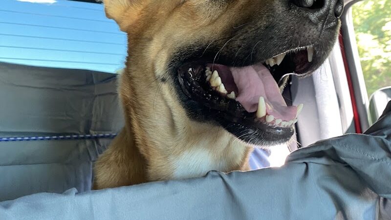 Woof Gang Bakery & Grooming Chapin - Chapin, SC