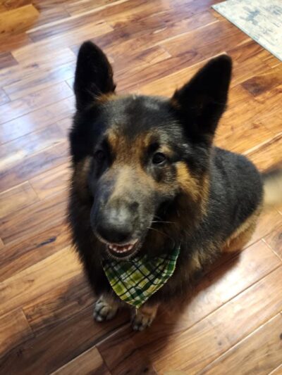 Woof Gang Bakery & Grooming Chapin - Chapin, SC