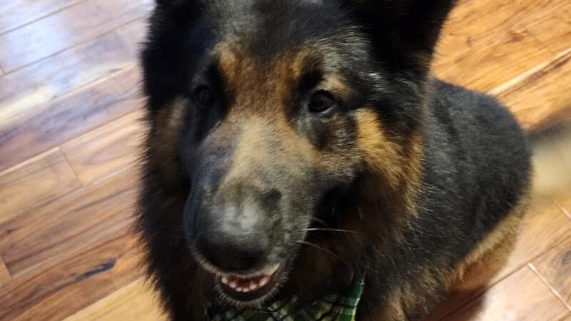 Woof Gang Bakery & Grooming Chapin - Chapin, SC