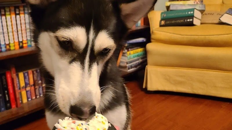 Woof Gang Bakery & Grooming Chapin - Chapin, SC