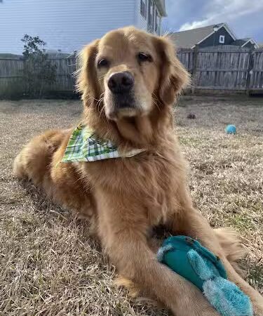 Woof Gang Bakery & Grooming Chapin - Chapin, SC