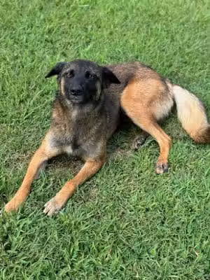 Charleston Dog Shelter - Charleston, AR