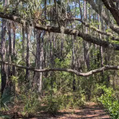 James Island County Park - Dog Park - Charleston, SC