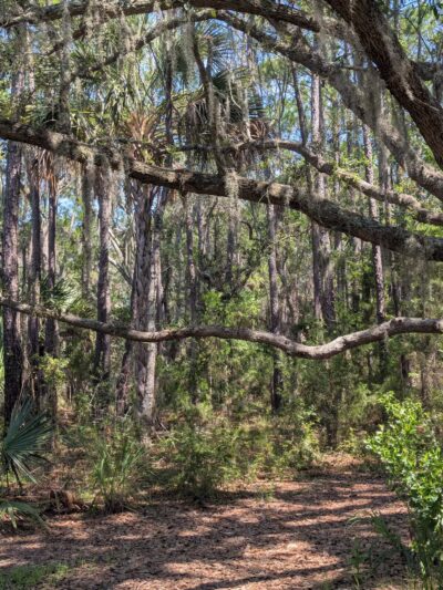 James Island County Park - Dog Park - Charleston, SC