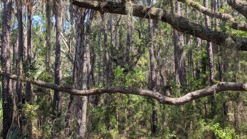 James Island County Park - Dog Park - Charleston, SC