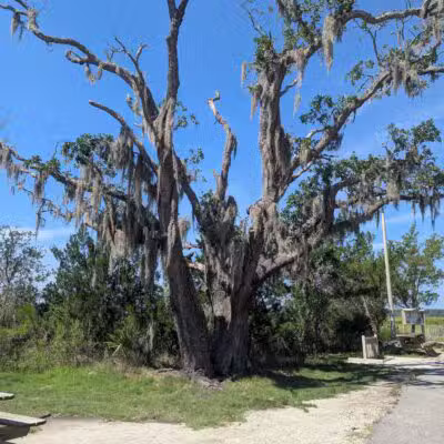 James Island County Park - Dog Park - Charleston, SC