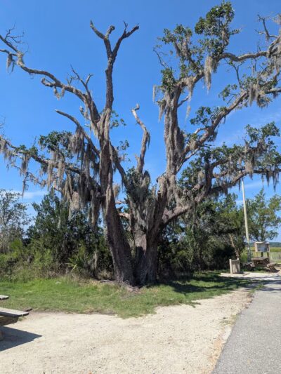 James Island County Park - Dog Park - Charleston, SC