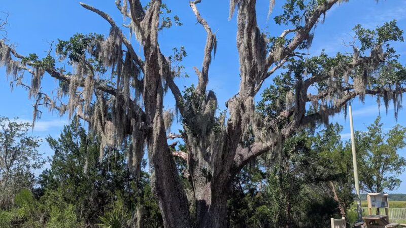 James Island County Park - Dog Park - Charleston, SC