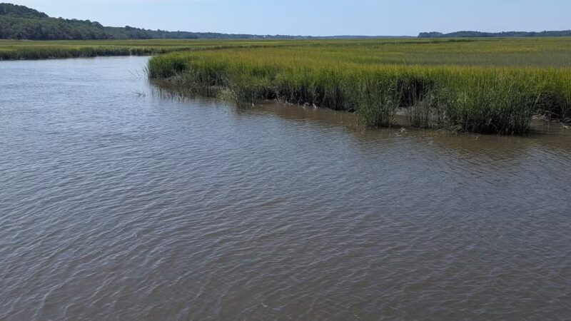 James Island County Park - Dog Park - Charleston, SC