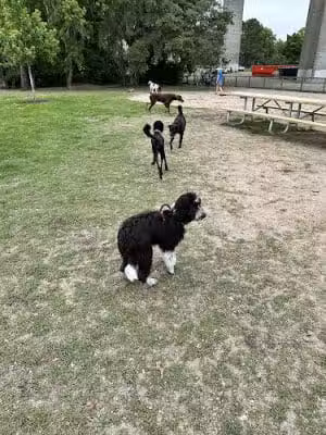 Dog park at Governors Park - Charleston, SC