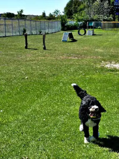 Charlevoix Dog Park - Charlevoix, MI
