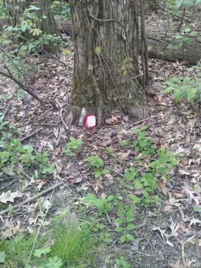 Battle Creek River - Charlotte,