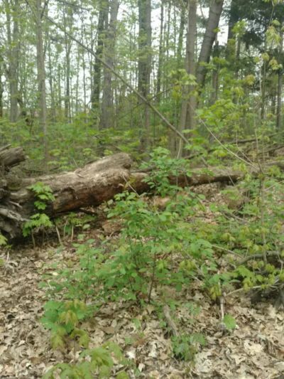Battle Creek River - Charlotte,