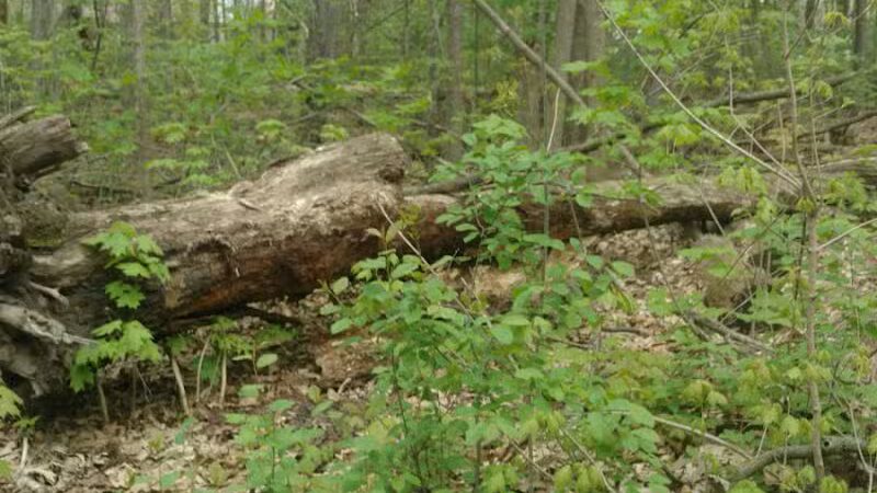 Battle Creek River - Charlotte,