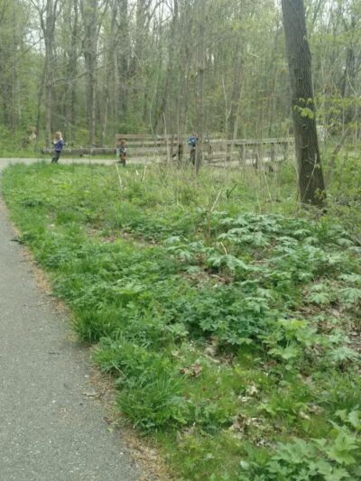 Battle Creek River - Charlotte,