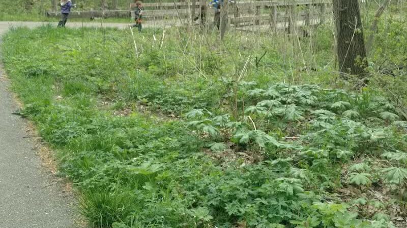 Battle Creek River - Charlotte,
