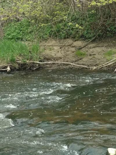 Battle Creek River - Charlotte,