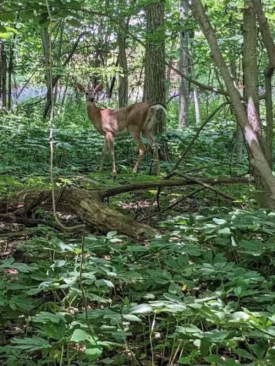 Bennett Park - Charlotte,