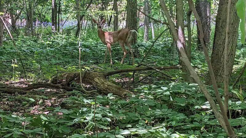 Bennett Park - Charlotte,