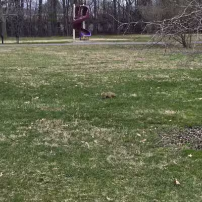 Bennett Park - Charlotte,