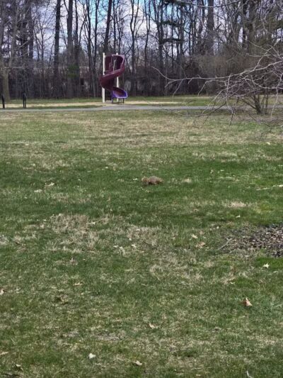 Bennett Park - Charlotte,