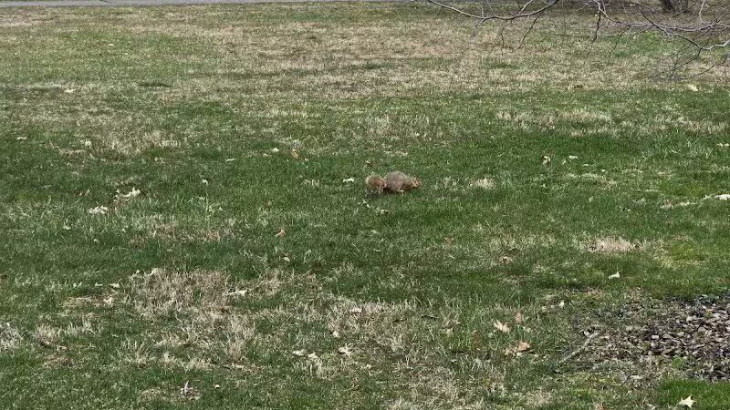 Bennett Park - Charlotte,