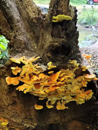 Bennett Park - Charlotte,