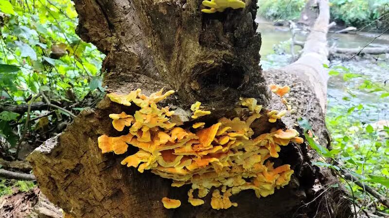 Bennett Park - Charlotte,