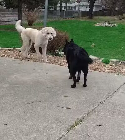 Dean Park - Charlotte,