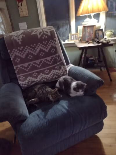 Eaton County Animal Control - Charlotte,