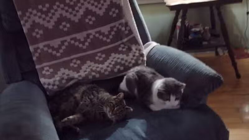 Eaton County Animal Control - Charlotte,