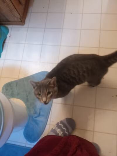 Eaton County Animal Control - Charlotte,