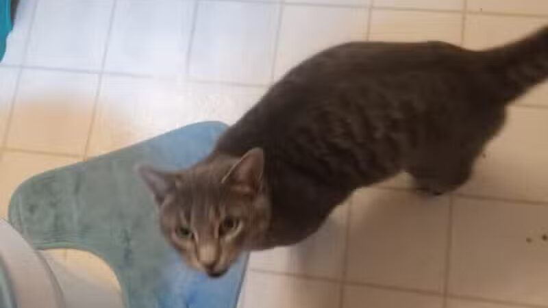 Eaton County Animal Control - Charlotte,