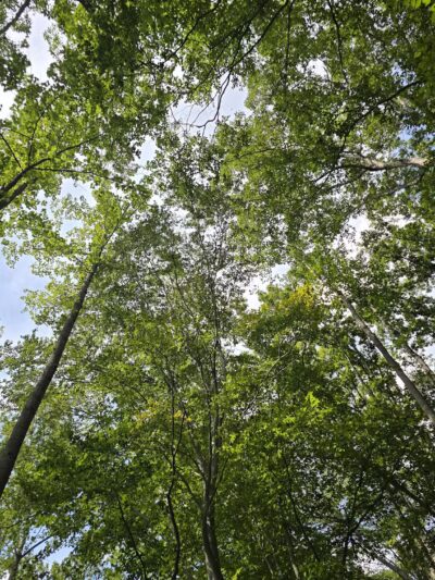 Gilbert Run Park - Charlotte Hall, MD