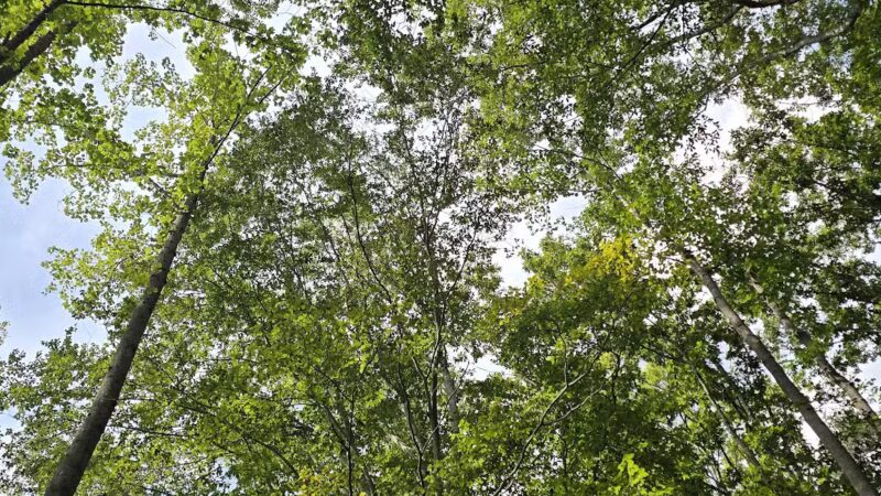 Gilbert Run Park - Charlotte Hall, MD