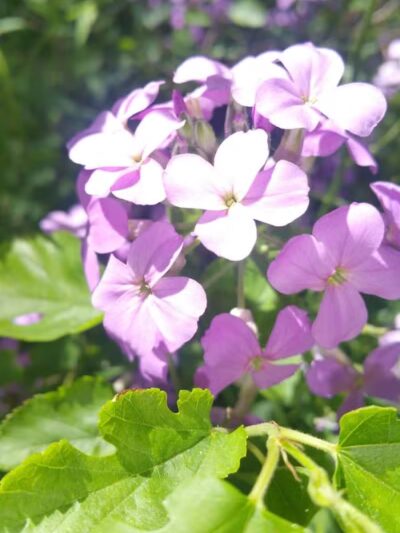 Lincoln Park - Charlotte,