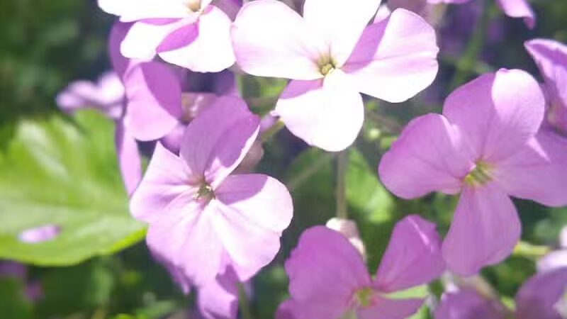 Lincoln Park - Charlotte,