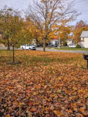 Snell Park - Charlotte,