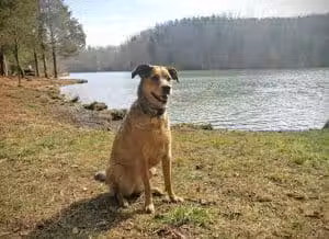 Chris Greene Lake Park - Charlottesville, VA