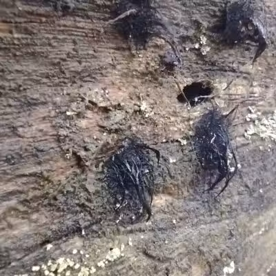 Chase Roadside Park - Chase,