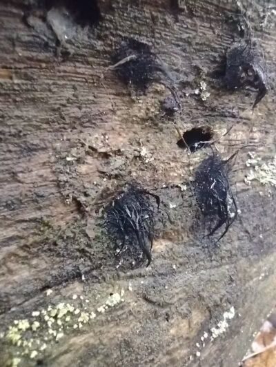 Chase Roadside Park - Chase,