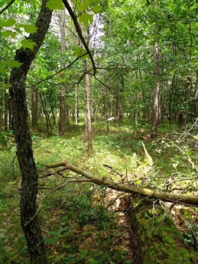 Chase Roadside Park - Chase,