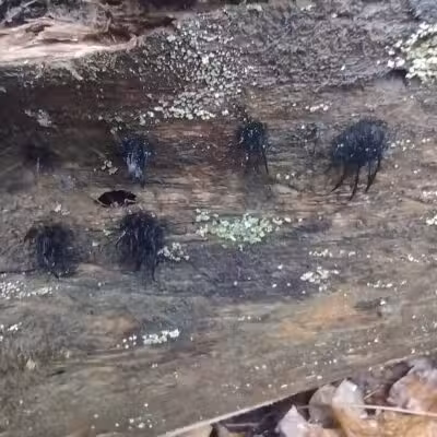 Chase Roadside Park - Chase,