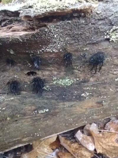 Chase Roadside Park - Chase,