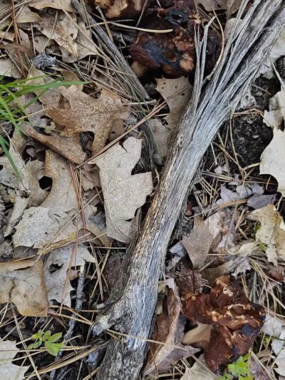 Chase Roadside Park - Chase,