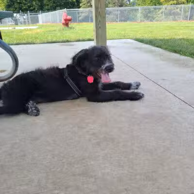 City of Chelsea Dog Park - Chelsea, MI